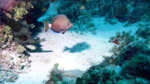 Scuba Negril Scuba Negril